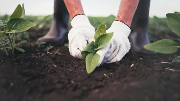 In Field Farmer Small Sprout Plant in Chernozem and Sprinkles It with Earth with His Hands in Gloves