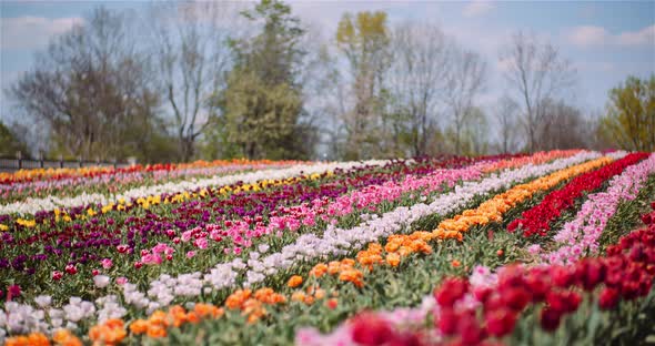 Blooming Tulips on Flowers Plantation Farm