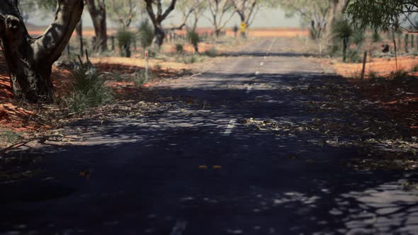 Outback Road with Dry Grass and Trees