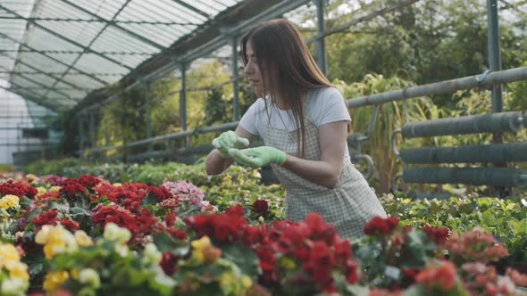 Female Gardener Takes Care of Plants and Flowers in the Greenhouse
