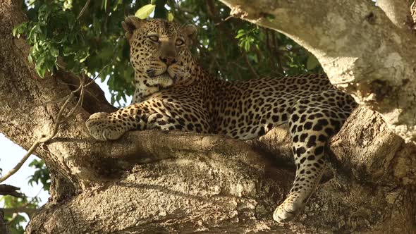 Leopard Looking for Food