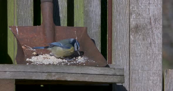 Blue Tit Bird With Unusually Long Beak Feeding