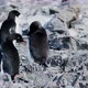 Adelie Penguins - VideoHive Item for Sale