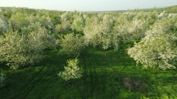 View Of Blooming Cherry Garden 3