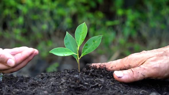 People hands take care of young plant tree sprout.