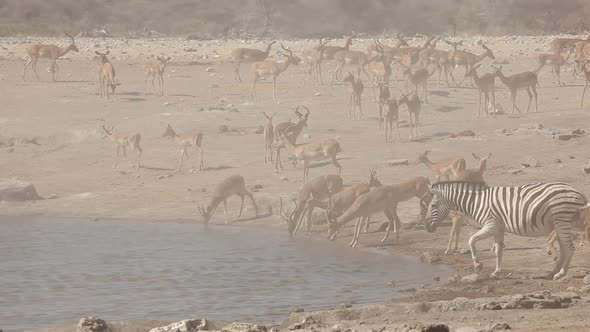 Impala Antelopes And Zebras At A Waterhole - Etosha National Park