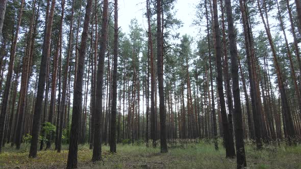 Natural Forest Landscape By Day