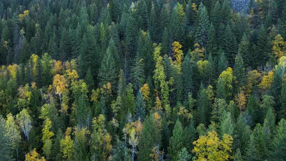 Sideways flight along mountain slope covered by thick coniferous forest in Nelson, BC. Aerial footag