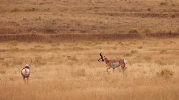 Pronghorn in Yellowstone National Park