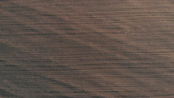 Aerial View of the Agricultural Field with Row Lines