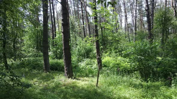 Trees in the Forest By Summer Day