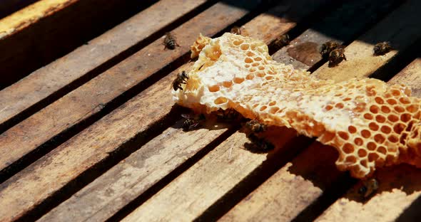 Close-up of honey bee frame covered with bees