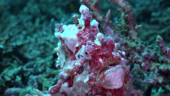 Red and White Warty Frogfish (Antennarius maculatus) close up on coral reef