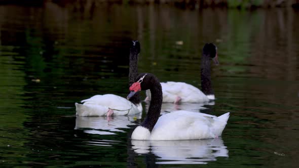 A group of beautiful black-necked swans swimming peacefully on a pond searching for food