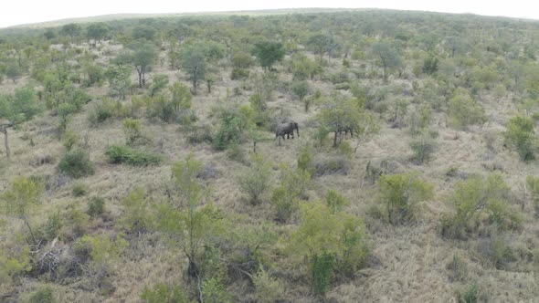 Aerial View of Elephants walk in the savana, Balule Nature Reserve, Maruleng NU.