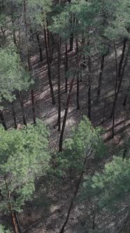 Vertical Video of Pine Forest Aerial View Slow Motion