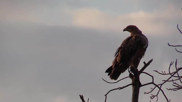 A Tawny Eagle preening while perched on a branch against an evening sky.