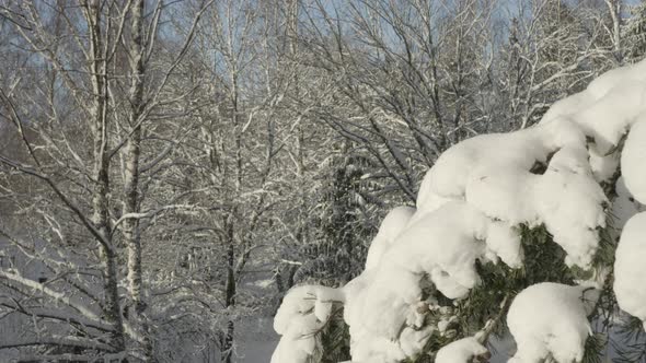 AERIAL - Beautiful snow-covered branches in a forest, Sweden, wide shot backward