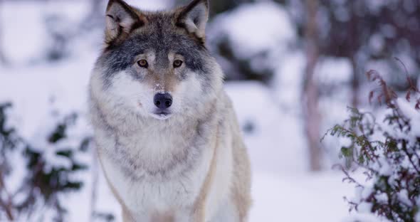 Portrait of Beautiful and Large Wolf in Frosty Winter Forest