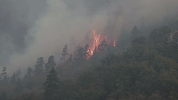 Fire in the forest. Strong fire and mist in the forest