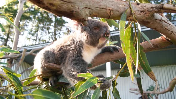 Koala on a Tree Eating Leaves