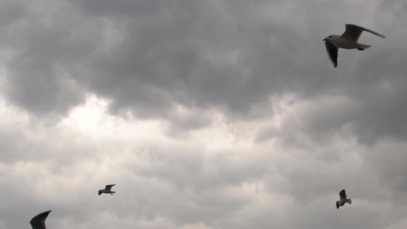 Flock Of Seagulls Flying In Stormy Sky 2