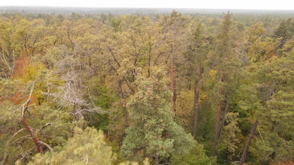 Trees in the Forest on an Autumn Day