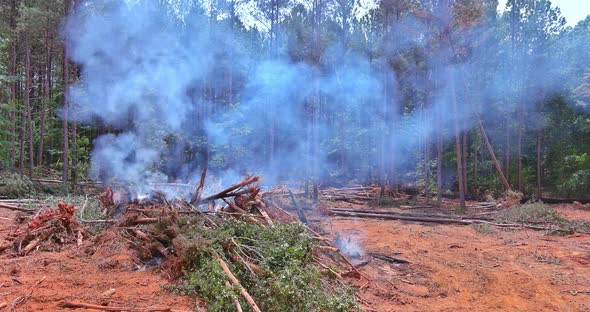 During the Construction of Land a Forest is Uprooted and Burned in Order to Serve As a Building Site