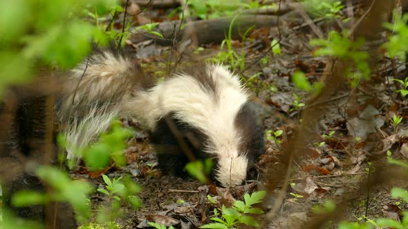 Skunk wild animal is digging to dirt in the forest.