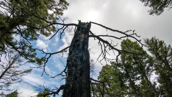 Time lapse panning tree burned from a wildfire