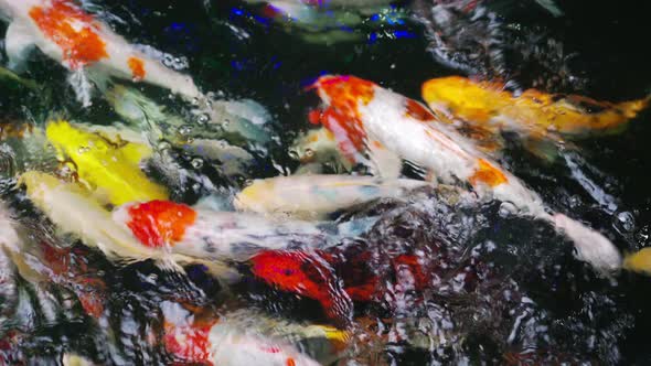 Koi fish or carp fish swimming in the pond