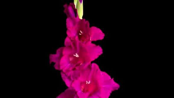 Time lapse of Opening Purple Gladiolus Flower