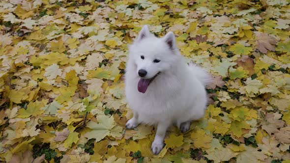Top View of a Purebred Samoyed Spitz in an Autumn Park