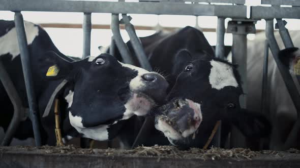 Two Cows Getting Food From Feedlot Standing Cowshed Closeup