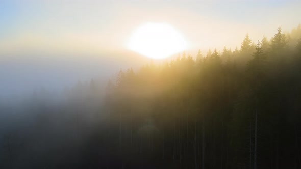 Aerial View of Foggy Evening Over Dark Pine Forest Trees at Bright Sunset