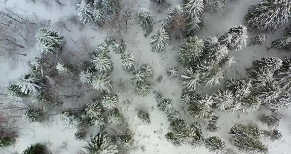 Aerial View of Forest Covered with Snow in Mountains