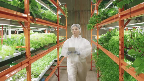 Greenhouse Worker Examining Vertical Farm