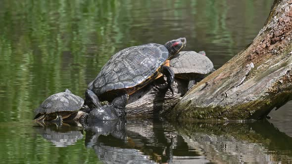 Pond Sliders AKA Red Eared Terrapin Turtles  Trachemys Scripta Elegans