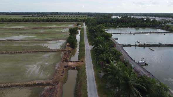 Aerial view paddy field