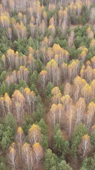 Vertical Video Forest in Autumn Aerial View Slow Motion