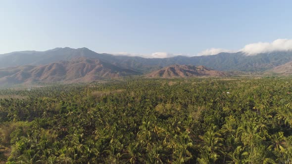 Tropical Landscape with Palm Trees and Mountains.