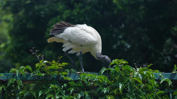 Australian white ibis looking for food in Brisbane botanical gardens