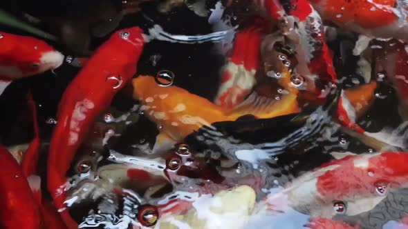 Group of Koi Fish Swimming in the Water. Top View