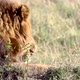 Male African Lion Closeup Looking Around - VideoHive Item for Sale
