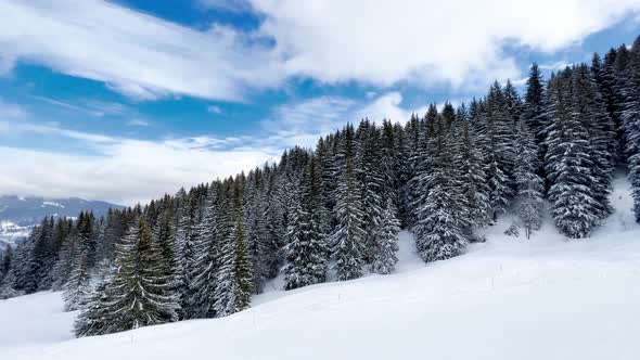 Snow Covered Fir Forest Trees Motion View in Mountains