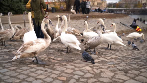 Swans in Prague Near Charles Bridge