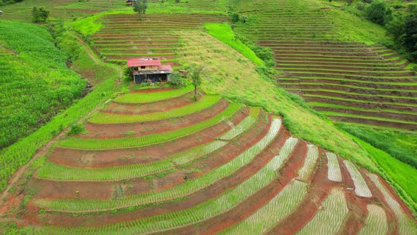 Aerial view of agriculture in rice fields for cultivation