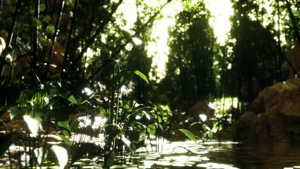 Green Bamboo Grove Near a Small Quiet Pond