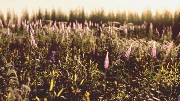 Beautiful Summer Meadow with Wild Flowers in Grass Against of Dawn Morning