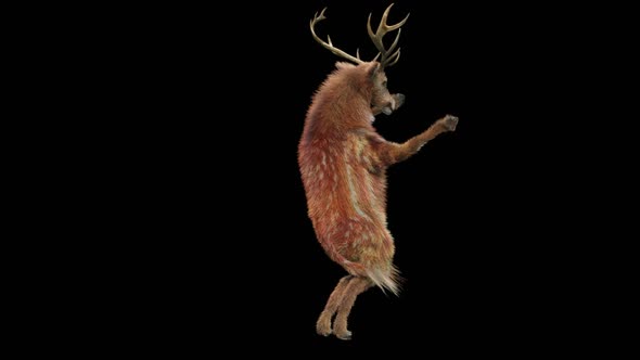 45 Deer Dancing HD